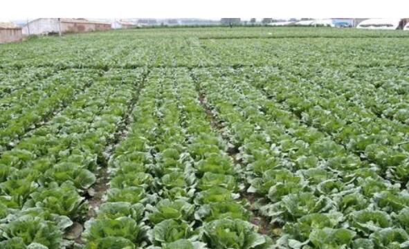 在田蔬菜面积8300多万亩！“菜篮子”拎稳有保障