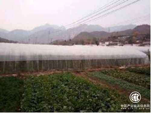 河南省南召县马市坪乡竹园庙村：“合作社+农户”带领村民脱贫致富