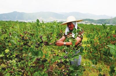 河北省农业农村发展保持稳中向好稳中向优良好态势