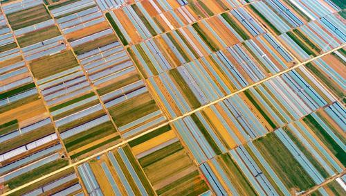 砖埠草莓赞不绝口生态产业全面起势