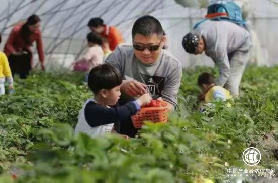 蒙阴：垛庄镇樱之崮大棚草莓成熟上市迎来采摘季