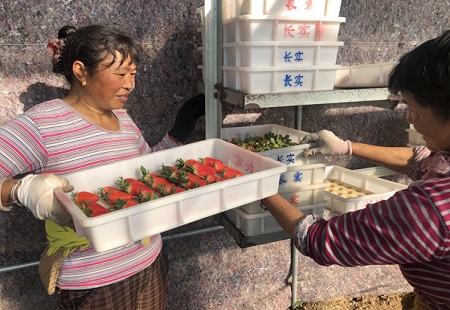 从大白菜到小草莓 唐王擦亮新“招牌”