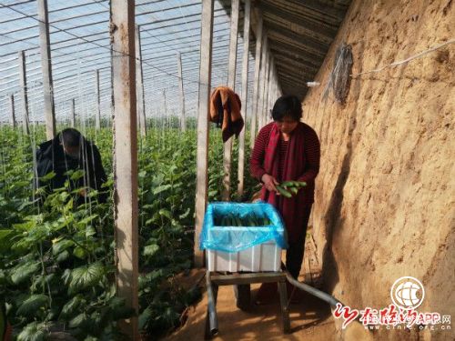 加紧采摘！无偿捐赠！山东南菜园蔬菜交易市场100吨蔬菜驰援武汉