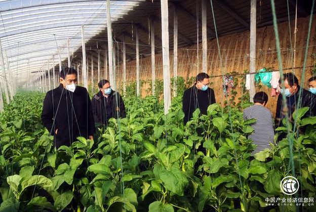 市农业农村局到县区督导蔬菜生产供应