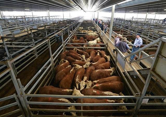 山东：打通畜牧业全产业链生产流通秩序