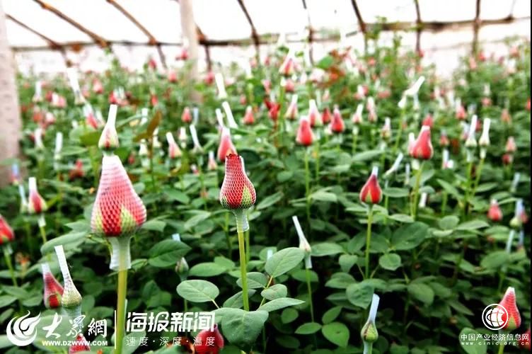 急急急！日照这800万枝玫瑰花！等待您伸出援手！