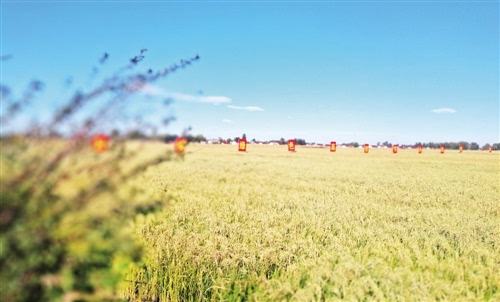 “智慧大脑”种田 农民踏实挣钱