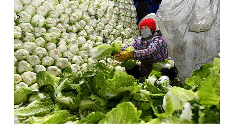 市场供给充足部分菜价走低——中国蔬菜之乡寿光走访见闻