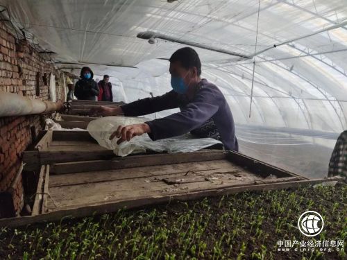 防疫生产两不误 温室大棚春意浓