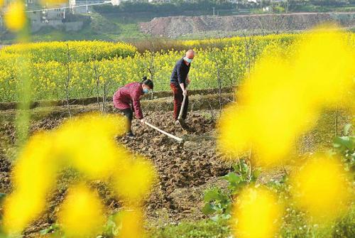 管小春备大春，看四川如何抢农时？