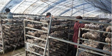 河南桐柏城郊乡：当好疫情防控“守门员”和乡村振兴“引路人”