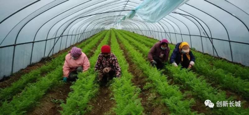 兰陵：农业生产有序复工复产