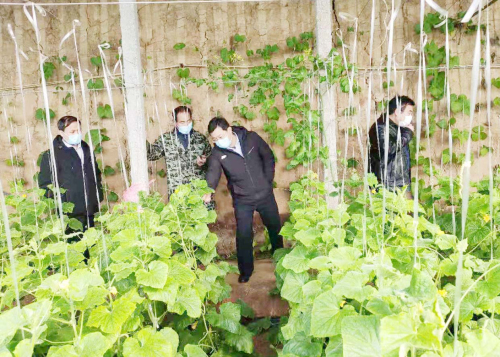 战疫情 抢农时——兰陵全力抓好农业稳产保供