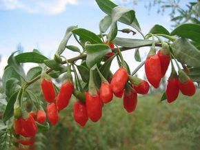 小枸杞里的产业“致富经”