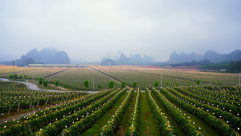 阿里巴巴农办主任戴珊：数字引擎推动中国农业农村“换道超车”