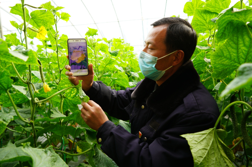 蒙阴县常路镇：服务 “不见面” 线上传技术