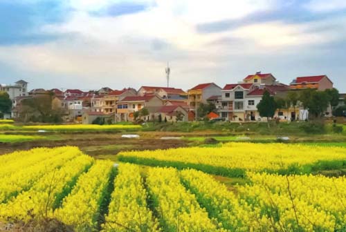 油菜花盛开的季节 等到疫情结束再去寻找春天的故事