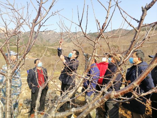 城阳区农业生产有序进行 战“疫”同时生产忙 