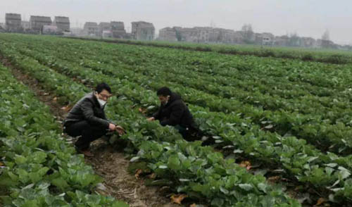 安徽省望江县：疫情防控、春耕两不误