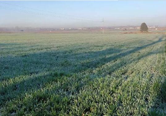 寒冬朔风与栗贾庄的“逆行者”