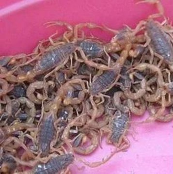 山东沂源： 猎捕野生沂蒙全蝎20只“入刑”