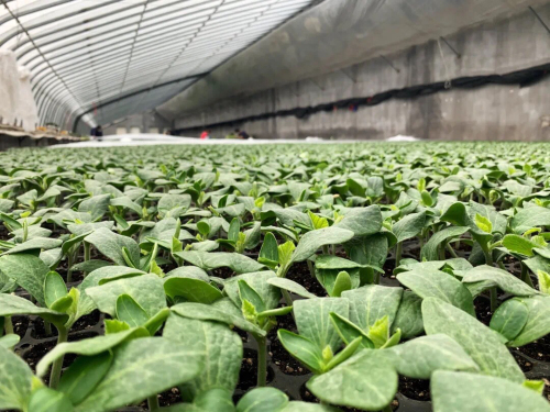 沂南苏村镇：防疫生产两不误，春耕复产保增收