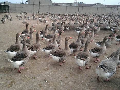 国家林业和草原：全面整顿野生动物人工繁育、经营利用机构