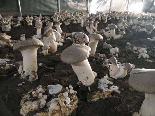 罗庄区傅庄街道王庄村：线上指导+售卖 疫情之下蘑菇种植采摘忙