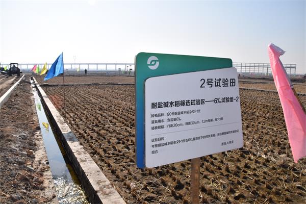 青岛城阳：万亩盐碱地稻作改良示范田开工