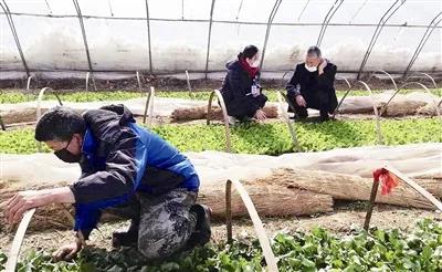 市郊果蔬大棚忙碌耕种，涉农企业稳产能保供应