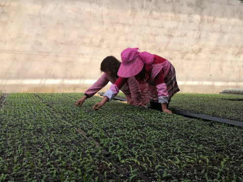 惊蛰抢农时，兰陵县蔬菜生产开足马力