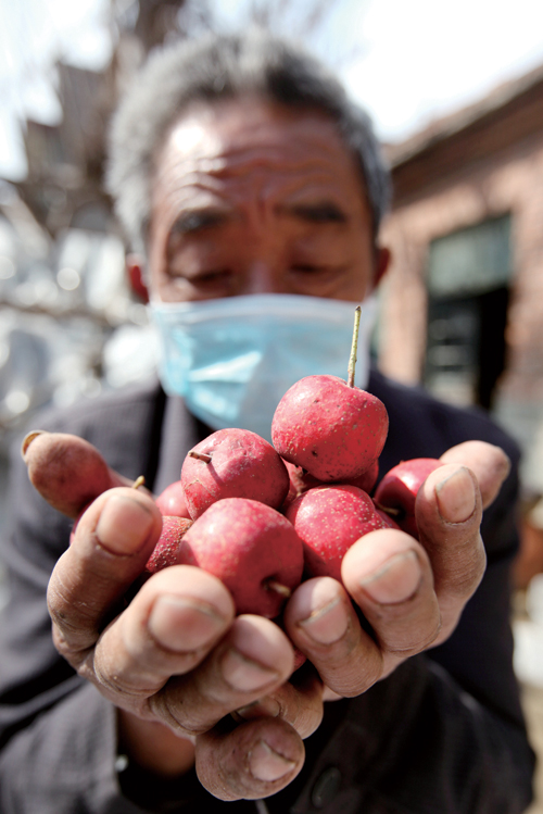 济南南山3万多斤山楂滞销