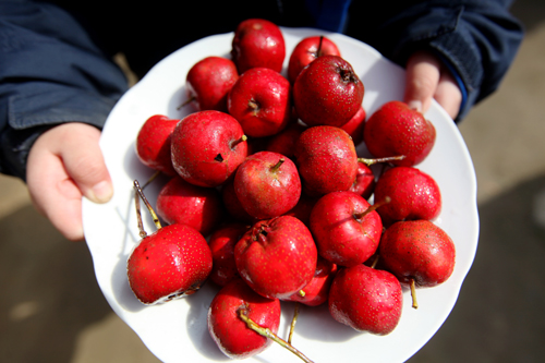 济南南山3万多斤山楂滞销