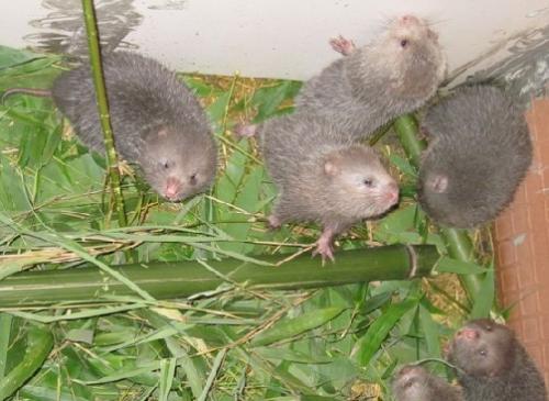 国家林草局：积极引导今年底前停止养殖竹鼠等45种禁食野生动物