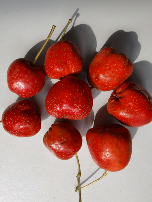 爱心帮销！平邑县铜石镇骆驼岭村300吨山楂滞销