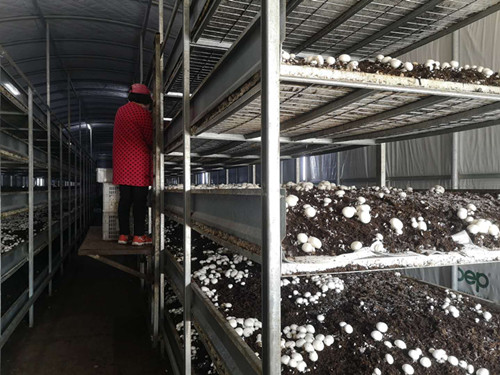 兰陵一扶贫项目基地双孢菇撑起脱贫路