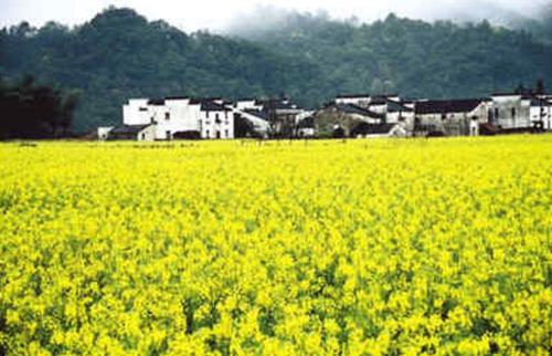 江西婺源：1000万元专款助文旅业“疫”后重生