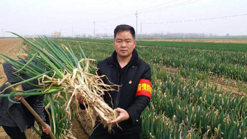 “卖葱书记”销售忙