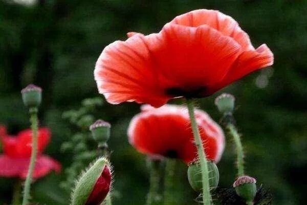 兰陵县大仲村镇：铁腕打击罂粟种植 强化普法防范宣传