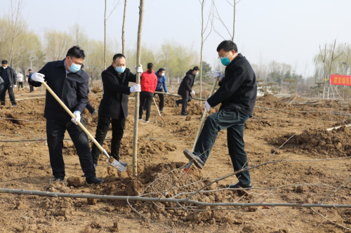 临沂市城管中心组织开展3.12植树节活动