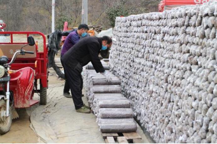 河南省南召县乔端镇：山区生态小香菇，产业扶贫大作为