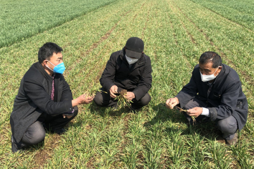 蒙阴街道：防疫不误农时 抓紧麦田管理