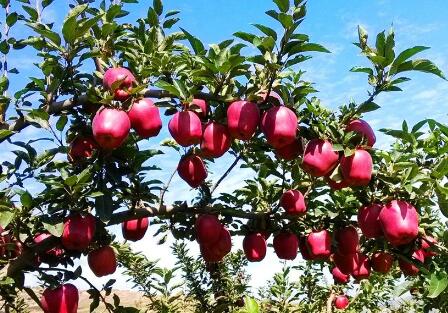 甘肃：发展壮大特色优势产业 带动群众脱贫增收