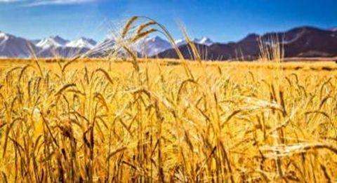 青海：加快推动青稞产业迈入中高端