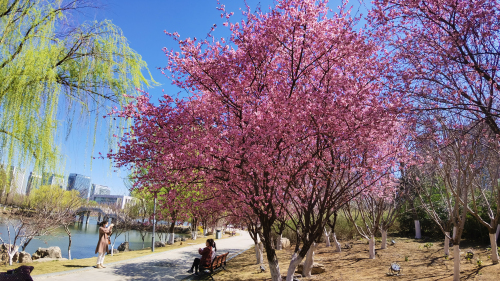 滨河景区已是繁花似锦 市城管中心：打赢园林绿化攻坚战