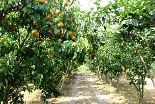 云南弥勒：做强高原特色农业 助力脱贫攻坚