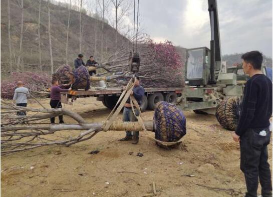 河南省南召县皇后乡：念好花卉苗木财富经