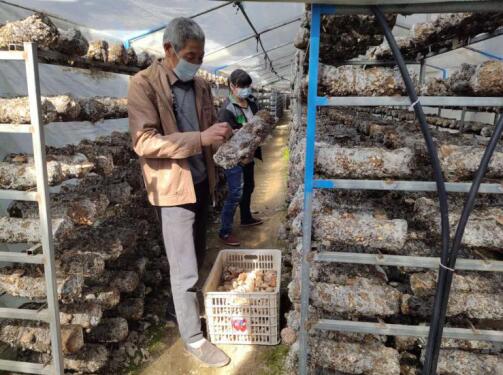 河南省南召县皇后乡：小香菇成就脱贫大产业