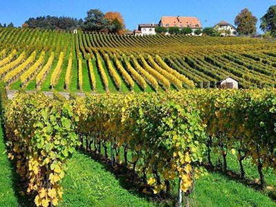 甘肃省推动种植业绿色高质量发展