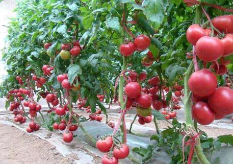 英国西红柿限购，折射食物安全之重